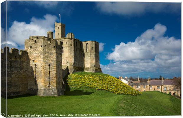 Warkworth Daffodils Canvas Print by Paul Appleby