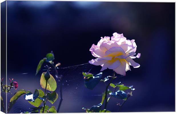 Rose in the morning sun Canvas Print by Terry Pearce