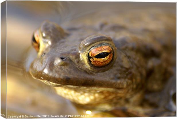 Toad Canvas Print by Darrin miller