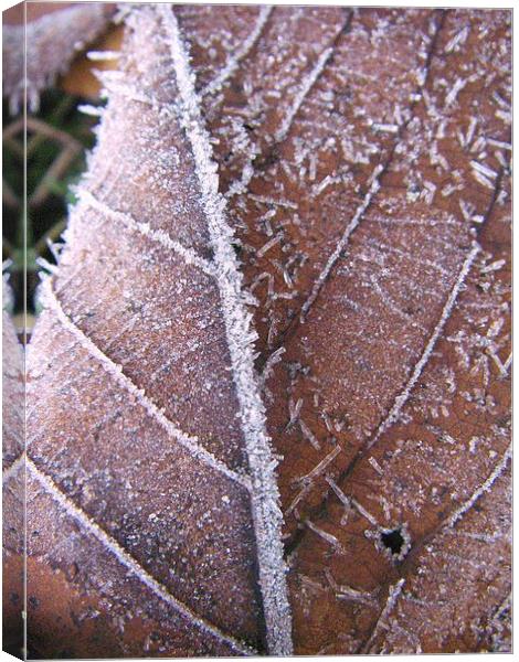 Frosted leaf Canvas Print by Darrin miller