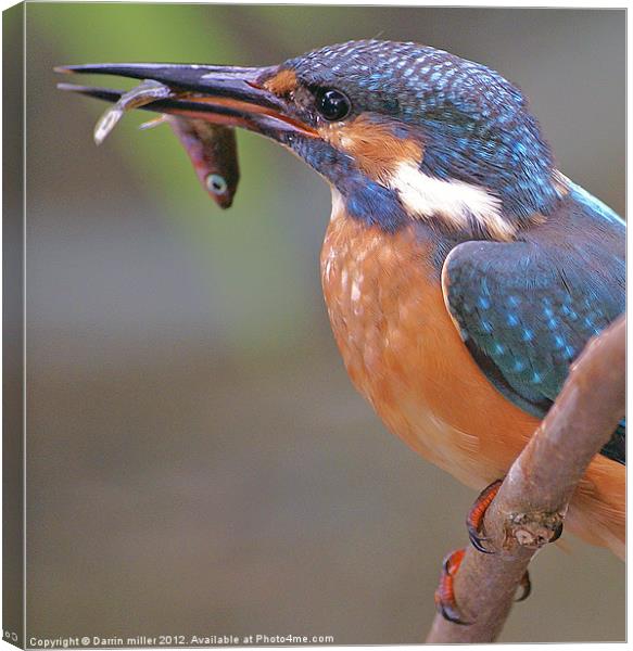 kingfisher and stickleback Canvas Print by Darrin miller
