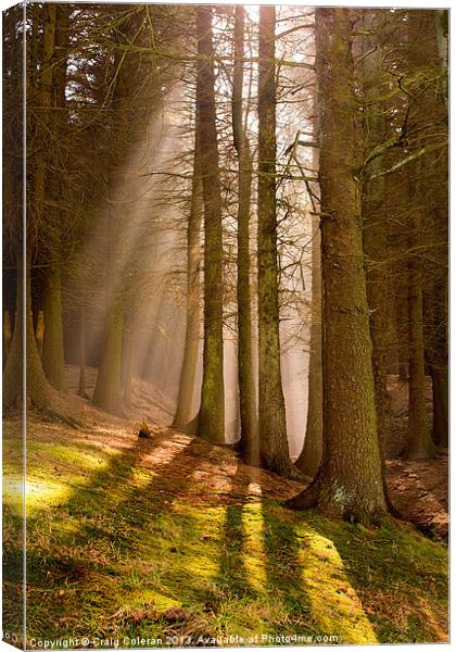 Deanclough forest Canvas Print by Craig Coleran