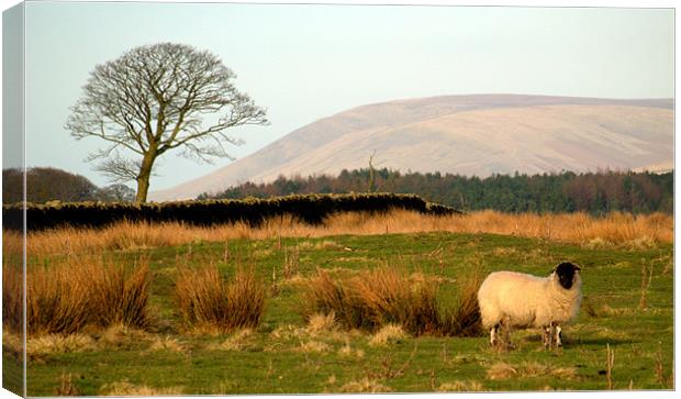 Are EWE lonesome Canvas Print by Craig Coleran