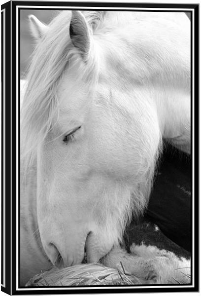 Sleeping pony Canvas Print by Craig Coleran