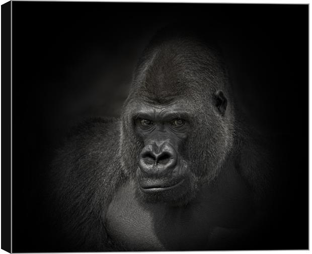 Gorilla Gorilla Canvas Print by Peter Oak