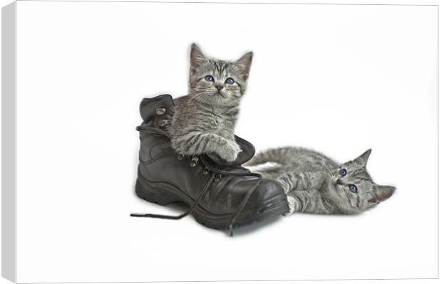 Puss in Boots Canvas Print by Peter Oak