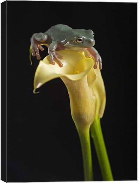 White-Lipped tree frog Canvas Print by Peter Oak