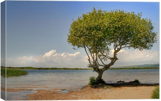 The Lone Tree of Kenfig Canvas Print by Julie Hoddinott