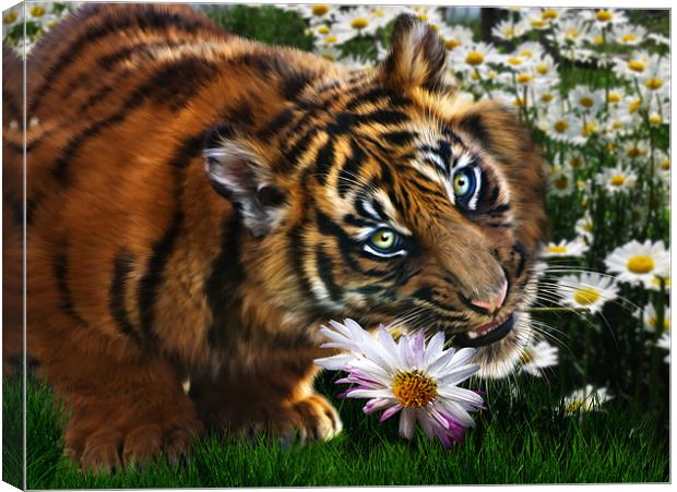 Tiger Flower Canvas Print by Julie Hoddinott