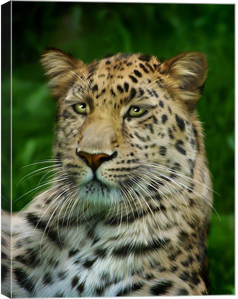 Amur Leopard Canvas Print by Julie Hoddinott