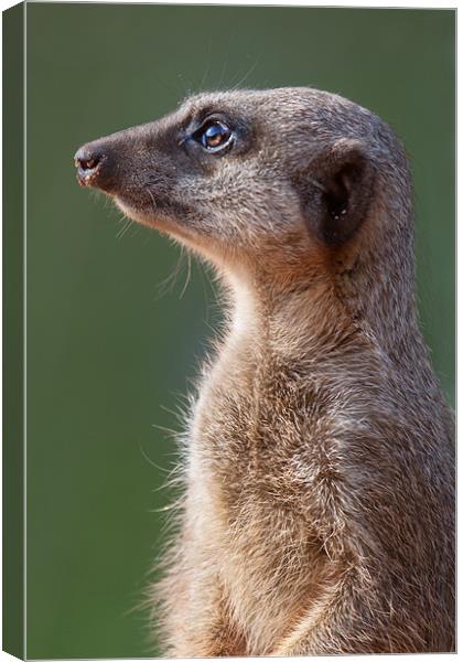 Meerkat Centurion Canvas Print by Julie Hoddinott