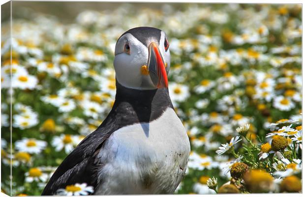 Skomer Island Puffin Canvas Print by Julie Hoddinott