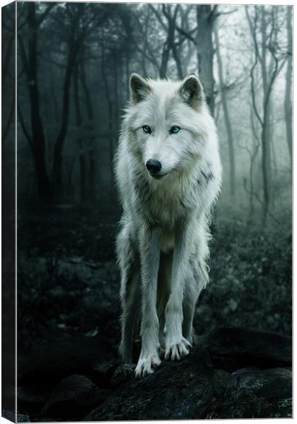 The White Wolf Canvas Print by Julie Hoddinott
