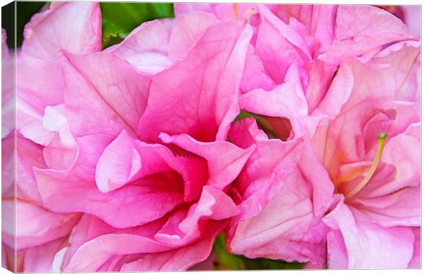 Azalea Canvas Print by Julie Hoddinott