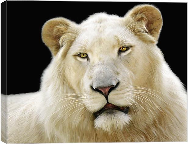 White Lion Canvas Print by Julie Hoddinott