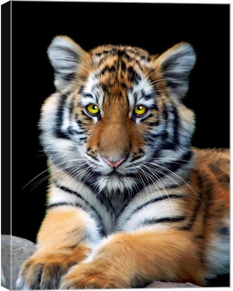 Sumatran Tiger Canvas Print by Julie Hoddinott