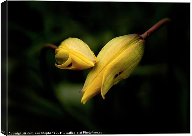 Daylilies Canvas Print by Kathleen Stephens