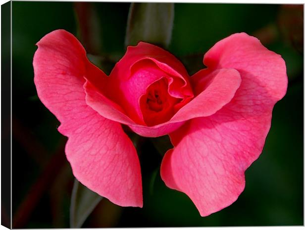 Opening Rose Canvas Print by Kathleen Stephens