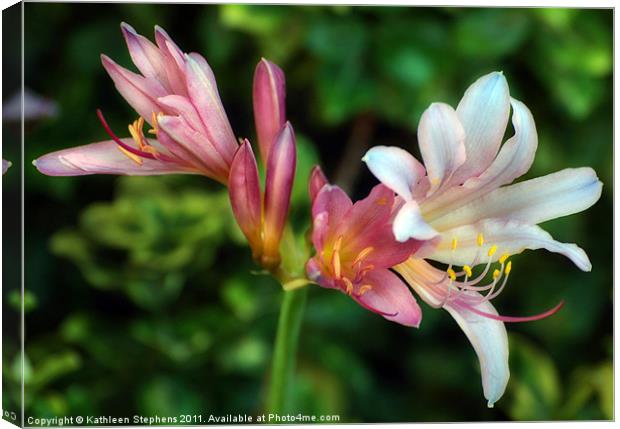 Naked Lilies Canvas Print by Kathleen Stephens