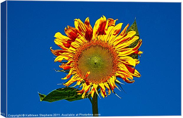 Sunny Canvas Print by Kathleen Stephens