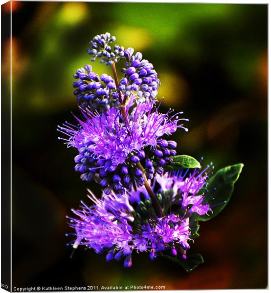 Blue Beard Canvas Print by Kathleen Stephens