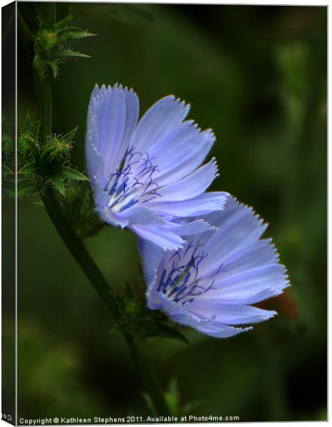 Blue Chicory Canvas Print by Kathleen Stephens