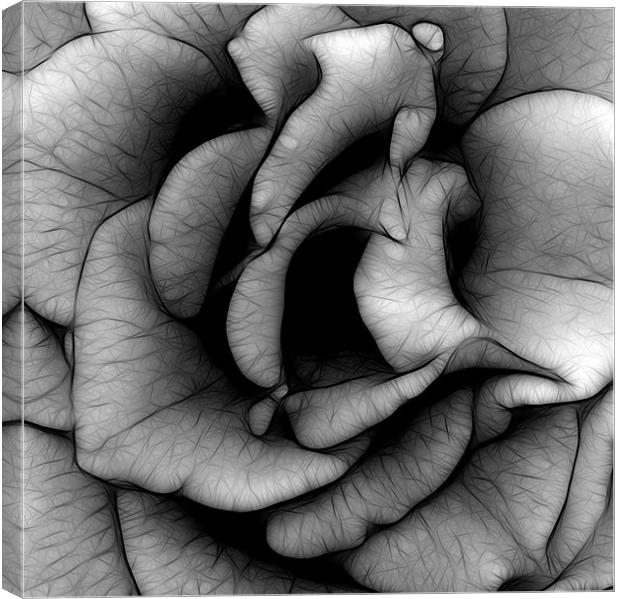 Rose in Black and White Canvas Print by Kathleen Stephens