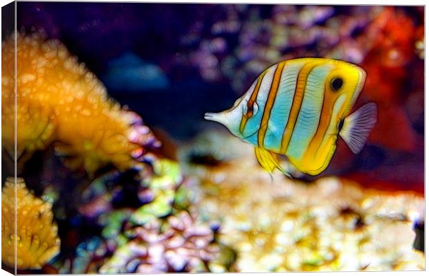 Butterfly Fish Canvas Print by Kathleen Stephens