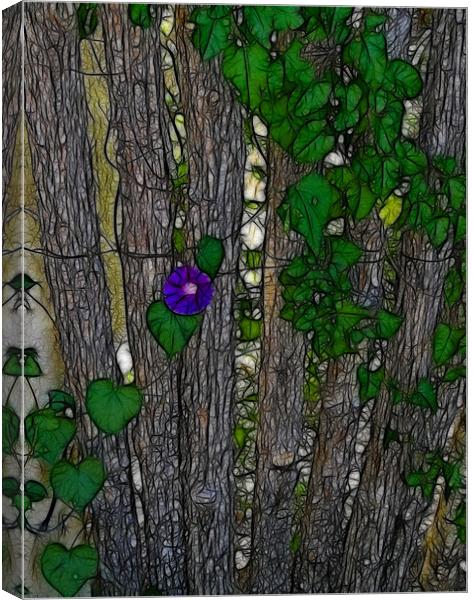 The Morning Glory Canvas Print by Kathleen Stephens
