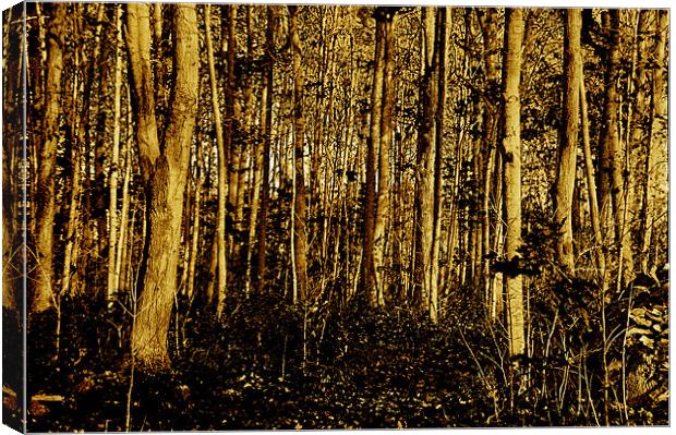 Forest Canvas Print by Kathleen Stephens