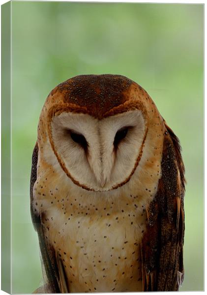 Portrait of a Barn Owl Canvas Print by Kathleen Stephens