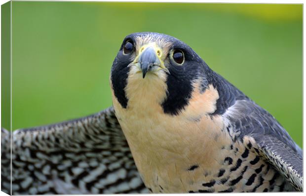 Portrait of a Peregrine Falcon Canvas Print by Kathleen Stephens
