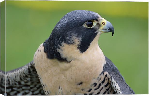 Profile of a Peregrine Falcon Canvas Print by Kathleen Stephens