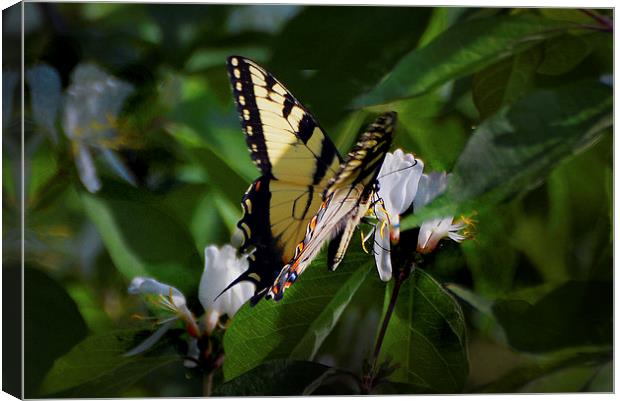  Western Tiger Swallowtail Canvas Print by Kathleen Stephens