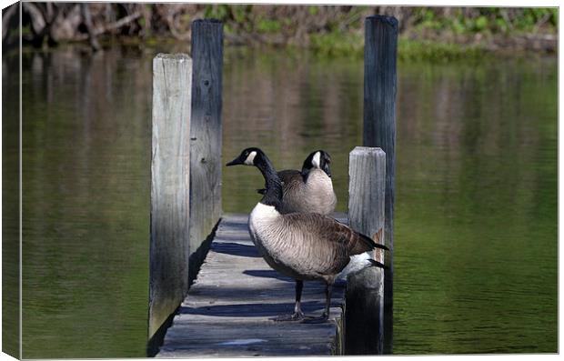  Canada Geese Resting on Dock Canvas Print by Kathleen Stephens