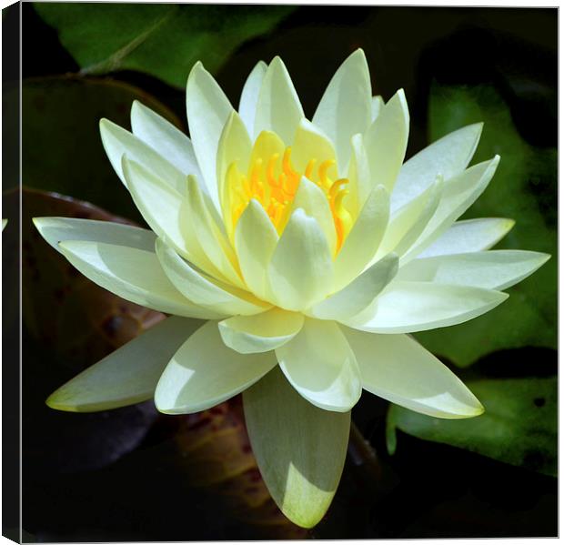  White Waterlily Canvas Print by Kathleen Stephens