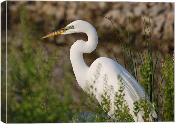 Egret Resting Canvas Print by Kathleen Stephens