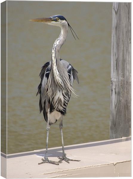 Heron in the Wind Canvas Print by Kathleen Stephens