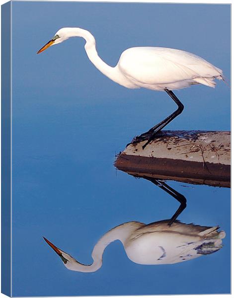 Egret For Mike Canvas Print by Kathleen Stephens