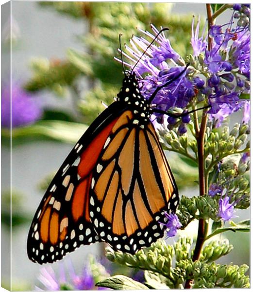 Monarch in Early Morning Canvas Print by Kathleen Stephens