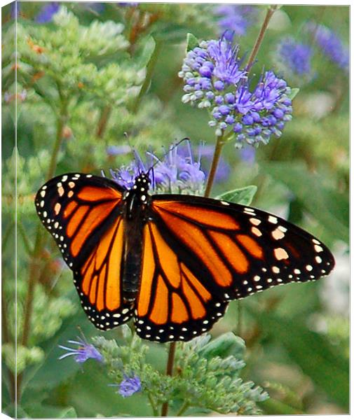Open-Winged Monarch Canvas Print by Kathleen Stephens