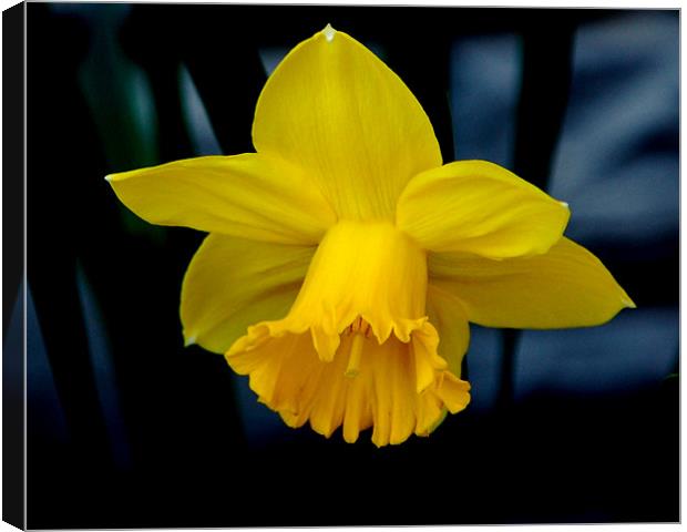 Yellow Daffodil Canvas Print by Kathleen Stephens