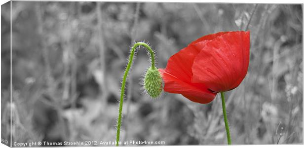 Poppy flower Canvas Print by Thomas Stroehle