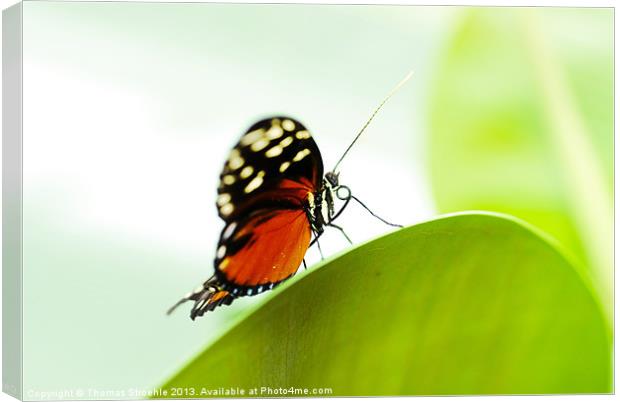 Butterfly Canvas Print by Thomas Stroehle