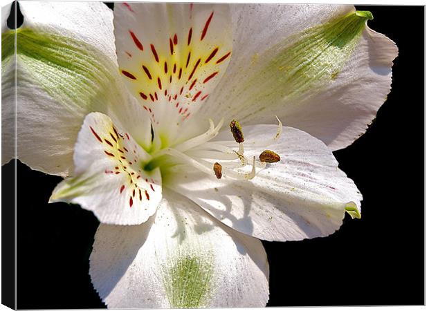 Single Lily Flower Canvas Print by Kate Barley