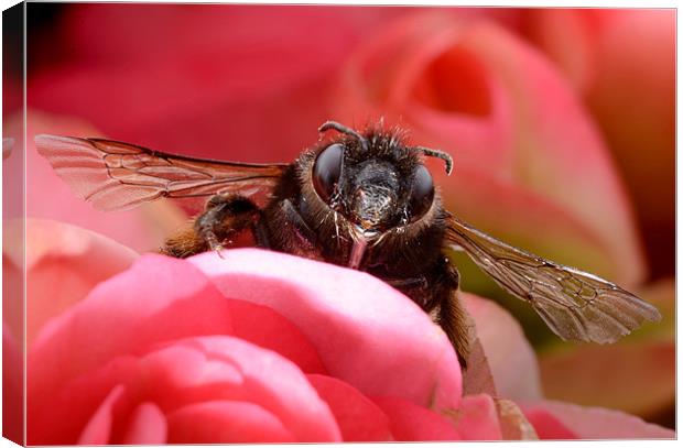 Hairy-footed Flower Bee Canvas Print by Jamie Stokes
