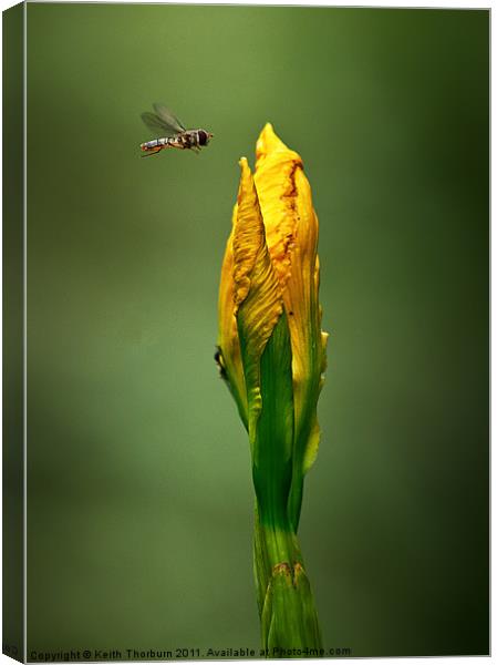Hover Fly Flower Canvas Print by Keith Thorburn EFIAP/b