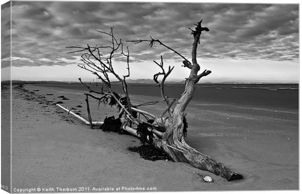 Beached Tree Canvas Print by Keith Thorburn EFIAP/b