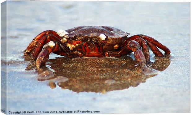Crab Canvas Print by Keith Thorburn EFIAP/b
