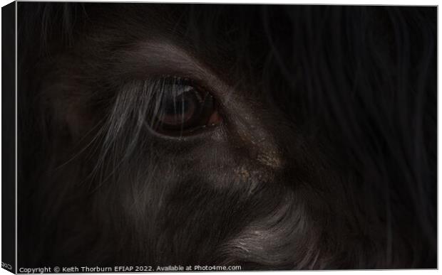 Papa Cow Eye Canvas Print by Keith Thorburn EFIAP/b
